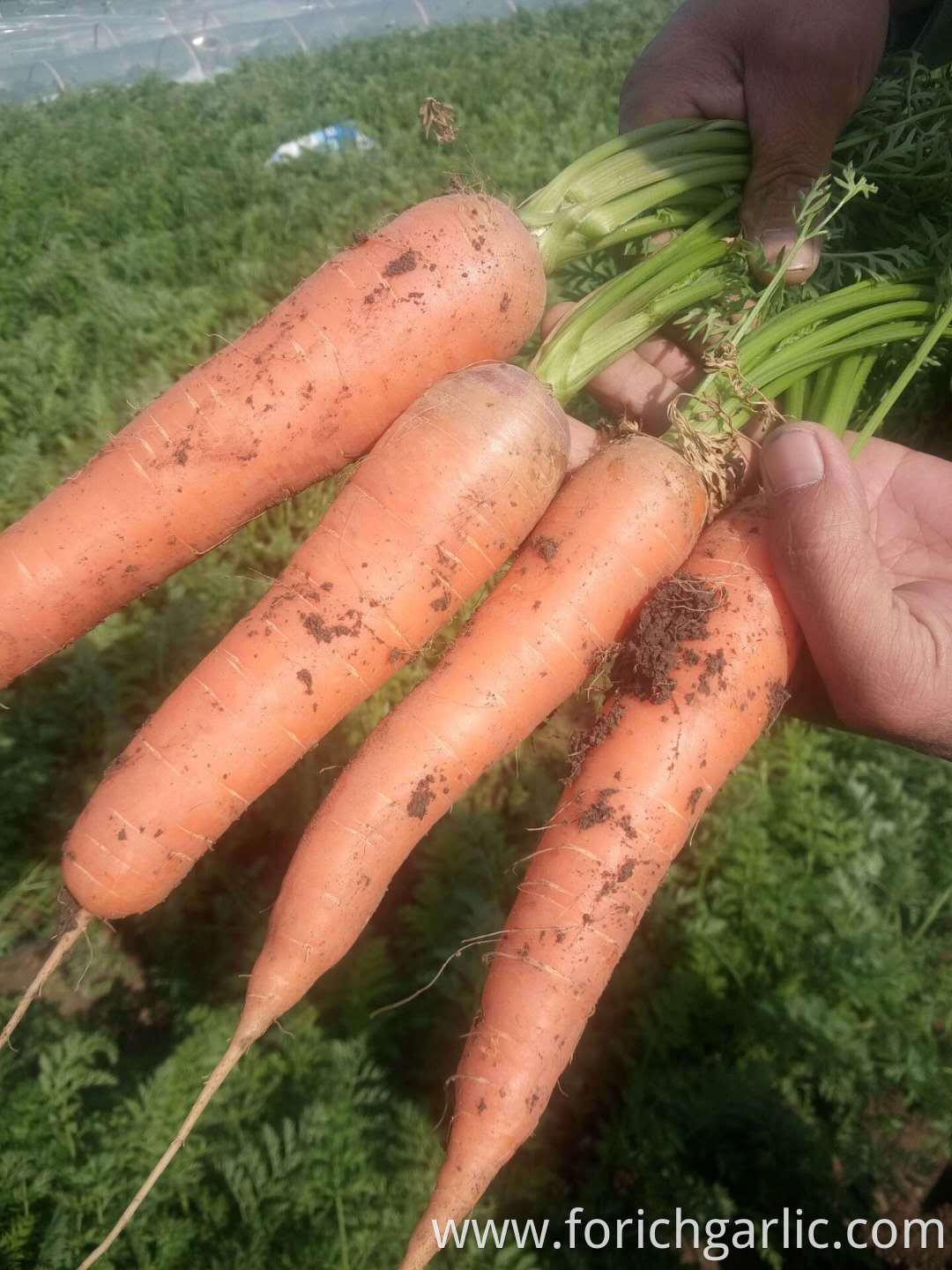 Fresh Carrot